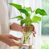 Vaso de Vidro Hidropônico Transparente Minimalista Criativo para Cultivo de Plantas Verdes Como Jiboia, Osmanthus e Pinheiro Arhat
