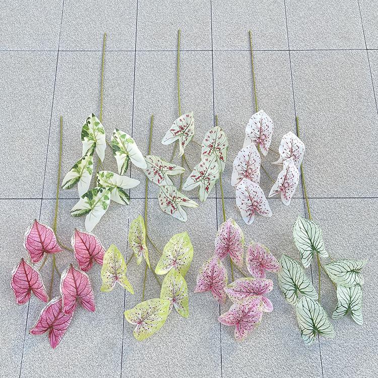 主图 林溪郡 5叉彩色芋叶.JPG