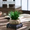 Bambú de la suerte Calamus Bonsái Pequeño en Maceta Oficina Mesa de Té Adornos Purificar el Aire Paisaje Micro Interior Florales y Plantas Verdes