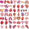50 peças de adesivos de PVC de desenhos animados de órgãos humanos para popularização da ciência médica, materiais DIY para decoração de material escolar de estudantes, atacado