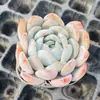 Base de planta suculenta autoproducida y autovendida al por mayor suculentas pequeñas combinación de flores plantas en maceta plantas carnosas Lithops Haworthia
