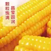 10 Piezas de Maíz Amarillo Glutinoso del Noreste, Empacado al Vacío, Maíz Glutinoso Dulce Fresco, Suave y Pegajoso, Sin OGM, Mazorcas de Maíz Pegajosas