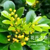 Plantas de Flores de Interior en Maceta Milán Purifican el Aire, Fragancia Fuerte, Florecen en Todas las Estaciones, Son Fáciles de Mantener y Son Plantas Verdes de Vainilla Anti-Mosquitos
