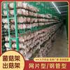 Rack de Grelha para Cultivo de Cogumelos, Sala de Cultura de Cogumelo Tea Tree, Haste de Cogumelo Shiitake, Rack para Cogumelo Fungo Branco, Rede para Cultura e Cogumelos