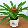 Plántulas de palma roja de la suerte en macetas grandes, adecuadas para exhibición en la sala de estar, flores y plantas hidropónicas cultivadas en casa, fáciles de cuidar en interiores y prosperan en todas las estaciones.