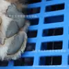Almohadilla para patas de mascota gato perro jaula pad anti-atascamiento pie placa de enfriamiento plástico pad jaula de perro pedal fábrica venta al por mayor