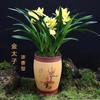 Plántulas de Orquídea Resistentes al Frío y Fuertemente Fragantes, Flores de Interior en Maceta, Orquídeas Cymbidium con Yemas Florales Grandes, Enviadas con Yemas Florales para la Sala de Estar