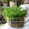 Folhas picadas de 5 pontas Erva-de-São-João grama de chifre artificial acessórios de parede de plantas grama de rabanete de veludo verde decoração de paisagem atacado