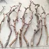 Raiz de Videira Natural Galhos de Tronco Decoração Floral Artística B&B Exibição Pet Mastigável Galho de Roer Paisagem Esconderijo Brinquedo