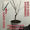 Plántulas de Flor de Ciruelo de Cuatro Estaciones, Floración Cíclica, Plántulas de Ciruelo Rojo, Flores de Ciruelo, Plántulas de Wintersweet, Plantas, Florales de Maceta para Jardín