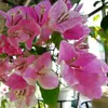 Buganvília de Flor Dobrada, uma Planta Florífera Que Floresce o Ano Todo, Mudas em Vasos, Caules Antigos, Adequada para Jardins Internos e Externos, Trepadeiras, Fácil de Manter