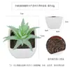 Más de 100 Tipos de Combinaciones de Plantas Suculentas Artificiales en Maceta Mini, Ventas Transfronterizas Populares, Estilo Sencillo Decoración del Hogar Flores Artificiales y Plantas Verdes, Directo de la Fábrica Fuente