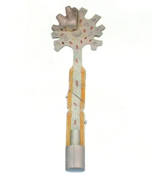 神经元模型