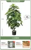 Planta Verde Artificial Spathiphyllum, Planta Verde Falsa de Lujo de Gama Alta para Interior Sala de Estar, Planta en Maceta, Adorno Decorativo Realista para el Piso