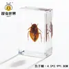 Artesanías de especímenes, insectos reales, escarabajo ciervo, escorpión, escarabajo, araña, regalos de enseñanza de ciencias biológicas, adornos de resina