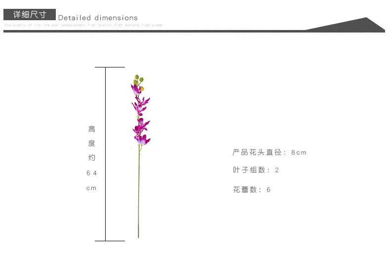 11孔雀兰_05.jpg