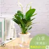 Plantas Verdes Hidropónicas Rábano Verde Gardenia Árbol del Dinero Hiedra Espárragos Bambú Pequeñas Plantas Verdes de Interior Plantas de Maceta Perennes para Todas las Estaciones