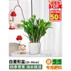 Árbol del Dinero Planta en Maceta Interior Sala de Estar Planta Verde Fácil de Cultivar Flor Oficina Árbol de la Fortuna Maceta Grande Cadena de Dinero