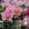 Planta de Phalaenopsis en Maceta con Vara Floral y Capullo Floral Flor Otoño e Invierno Orquídea para Sala de Estar Plántula Grande Planta de Interior Fácil de Mantener en Todas las Estaciones