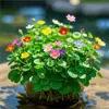 Planta de Centella Asiática en Flor para Atraer Riqueza, Planta Hidropónica para Escritorio de Oficina, Flor de Planta del Dinero para Cultivo en Agua Interior
