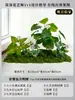 Musgo para Paisajismo de Plantas Verdes Plantas Artificiales Decoración Flores Artificiales Combinación Tropical para Interiores Paisaje de Ventana Persa Arreglo de Césped