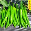 Plántulas de berenjena para cuatro estaciones, plantas en maceta con tierra, variedades viejas injertadas de berenjena morada y semillas de berenjena de Hangzhou, plántulas de hortalizas de primavera