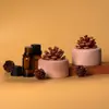 [En Stock y Enviado en Segundos Piñas de Pino Secas, Frutas Secas y Madera Maciza Aromaterapia sin Fuego Repelente de Mosquitos para Coche Dormitorio Escritorio Estudio