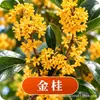 Plántula de Osmanthus en Maceta Osmanthus Dorado Osmanthus de Cuatro Estaciones Tipo Flores de Fragancia Rica Interior Exterior Patio Balcón Siembra en Suelo Fácil de Cultivar Plantas Verdes