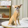 Modelo de cachorro Chihuahua molde de cachorro de estimação adereço de fotografia roupas de cachorro ornamento de chão cachorro veado filhote de cachorro adereço