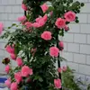 Dropshipping de Plántulas de Rosa de la Vid, Flores para Patio y Plantas Verdes, Plantas Trepadoras, Rosas Trepadoras de Pared en Maceta