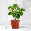Planta Verde Pequeña en Maceta con Frutos, Maceta de Cerámica Árbol Bodi, Adorno de Escritorio Estilo Zen Chino, Fácil de Cuidar