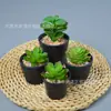 Combinação de Plantas Suculentas em Vaso Decoração de Casa Plantio Verde Janela de Flor Janela de Canto Mesa de Centro Conjunto de Mesa Arte com Flores Pequena Planta em Vaso