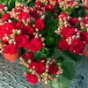 Planta de Vaso Kalanchoe com Pétalas Duplas e Botões de Flor, Planta Verde para Interior, Varanda, Mesa, Fácil de Cuidar o Ano Todo, Planta Suculenta Florífera