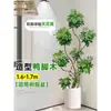 Planta de Interior Grande en Maceta del Árbol del Dinero para la Sala de Estar, una Planta Real que Atrae el Dinero