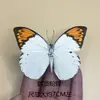 Venta Directa al Por Mayor de Fábrica de Especímenes Reales de Mariposas con Alas Extendidas, Diversos Insectos y Escarabajos, Accesorios para Fotos, Educación Científica, Especímenes Naturales
