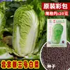 Jingnong Yitong Pequim Novo Nº. 3 Sementes de Repolho Chinês, Alto Rendimento, Altamente Resistente, Sementes de Repolho de Cabeça Grande para Hortas