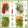 Espécimes de Plantas com Folhas Reais de Outono, Adesivos Artesanais, Flores Secas, Flores Prensadas, Pinturas Decorativas de Folhas DIY, Marcadores de Página de Plantas