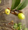 Envío directo de una sola pieza de plántulas de Flor Sonriente, Enverdecimiento en maceta, Plantas de flores perennes fragantes de cuatro estaciones, Patio Balcón, Florecen el mismo año