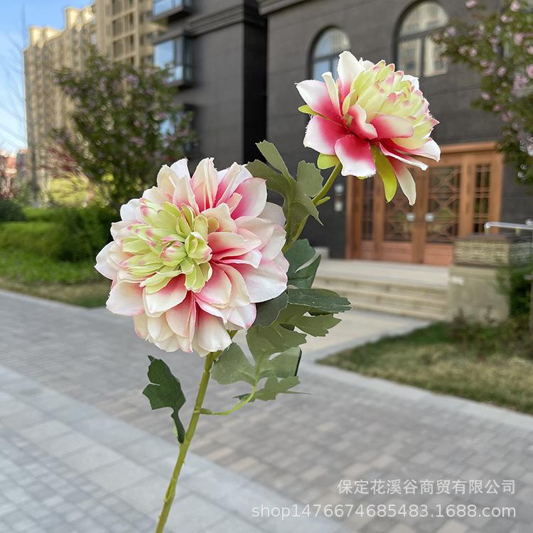 2头单支大丽花-exwpx-绿心玫.JPG