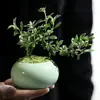 Bonsai Neve de Junho Planta em Forma de Penhasco Sala de Estar Interna Mesa Tronco Velho Planta em Vaso com Musgo Fácil de Manter Flores em Todas as Estações