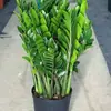 Planta de Dinheiro em Vaso para Sala de Estar Interna, Planta Verde Grande para Escritório, Planta Grande de Cordão de Dinheiro, Bonsai Árvore da Fortuna, Muda Grande