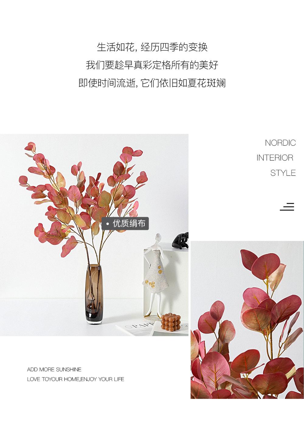 中枝尤加利详情图