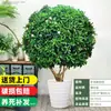 Jasmim Africano Planta Verde de Interior Jasmim Cabeça de Tigre em Vaso Grande Além de Formaldeído Casa Nova Casa Casa Presente de Inauguração Casa Nova Flor Real