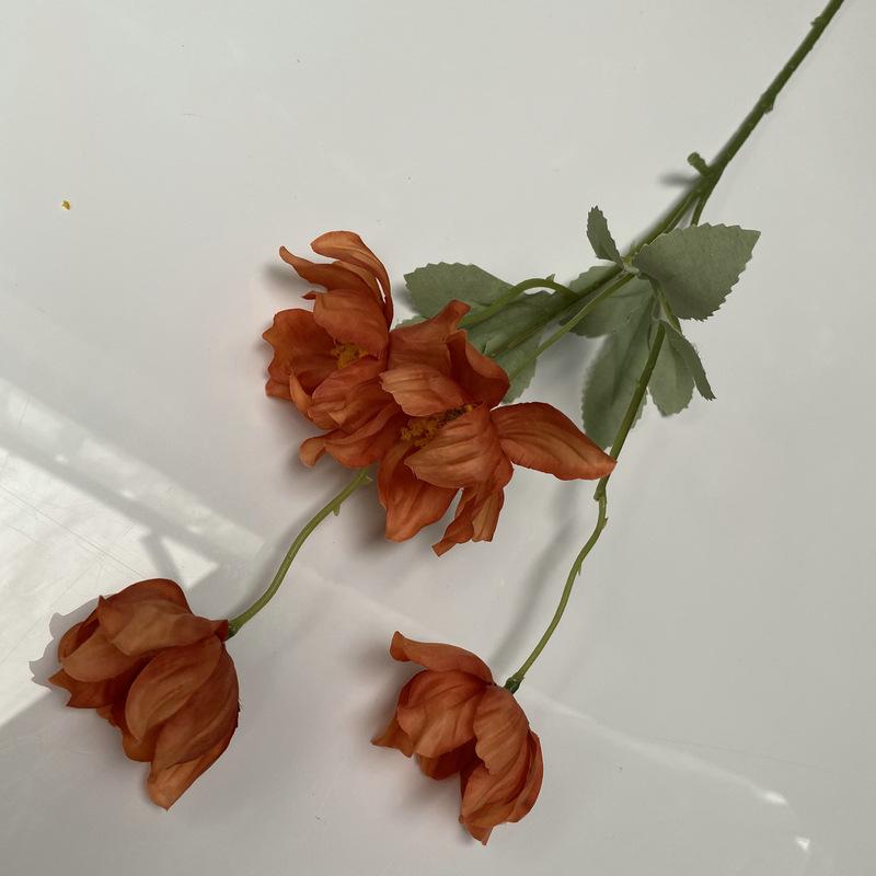 秋桔