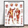 Póster de Anatomía Humana de la Fábrica de Dongguan Inglés Músculo Póster Médico Vaso Sanguíneo Cabeza Imagen Colgante de Divulgación Científica Popular