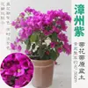 Planta Pote Bougainvillea com Flores, Trepadeiras Cereja Verde, Troncos Velhos, Pétalas Duplas, Florindo em Todas as Estações, Mudas Grandes, Tassels Vermelhos, Plantas de Varanda Angus
