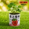 Caixa Surpresa de Planta em Vaso para Jardim de Infância Sementes de Flores de Plantas Infantis Decorações de Plantas Verdes para Desktop Pequenos Presentes Criativos Venda por Atacado