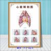 Diagrama esquemático del sistema anatómico visceral humano. Póster médico de pared con diagrama de la estructura del corazón y los órganos humanos.