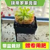 Las plantas carnívoras en maceta son plantas verdes perennes que atrapan y comen insectos, repelen mosquitos y son fáciles de mantener en balcones y en interiores.. Son flores resistentes al calor