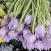 Tulipa